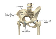 Hip Anatomy