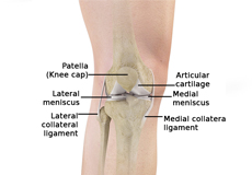 Knee Anatomy